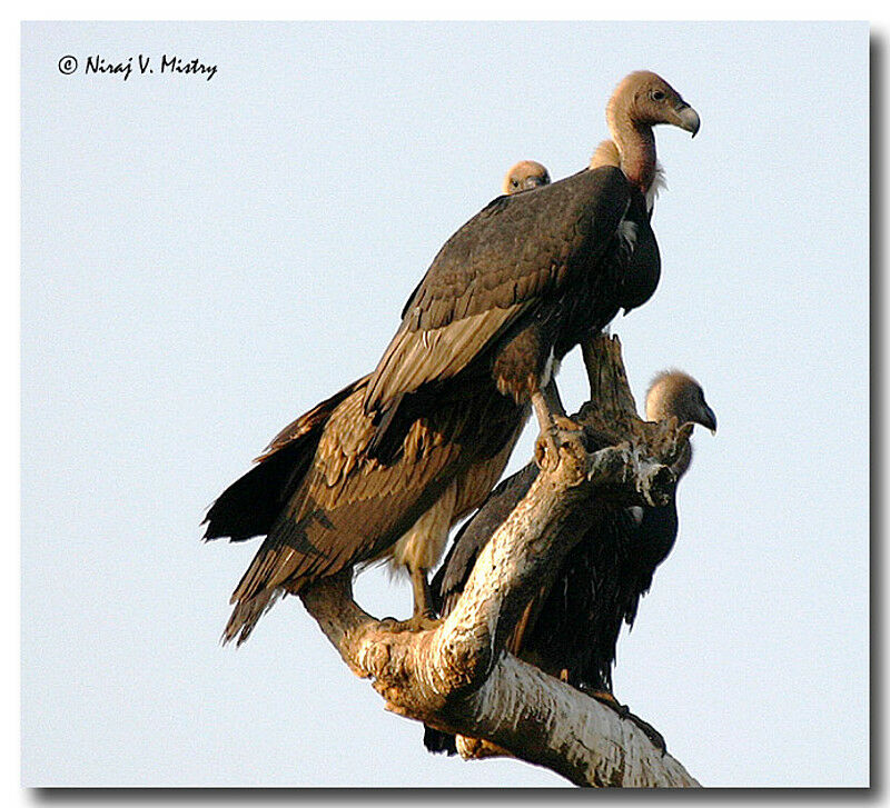 White-rumped Vulture