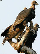 White-rumped Vulture