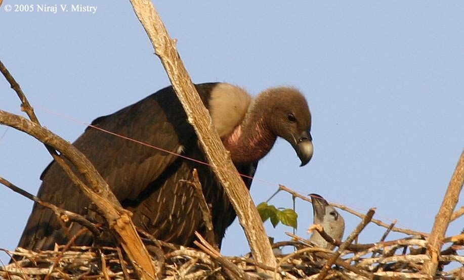 White-rumped Vulture