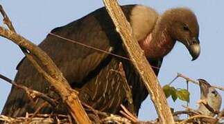 White-rumped Vulture