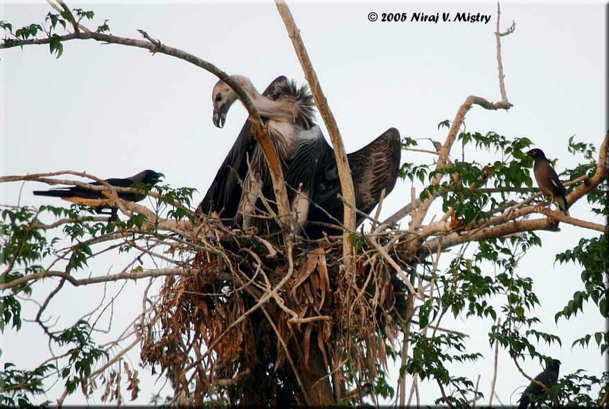 White-rumped Vulture