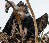 White-rumped Vulture