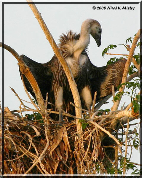 White-rumped Vulture