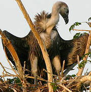 White-rumped Vulture