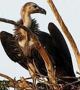 White-rumped Vulture