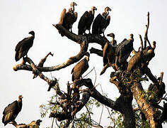 White-rumped Vulture