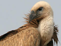 Griffon Vulture