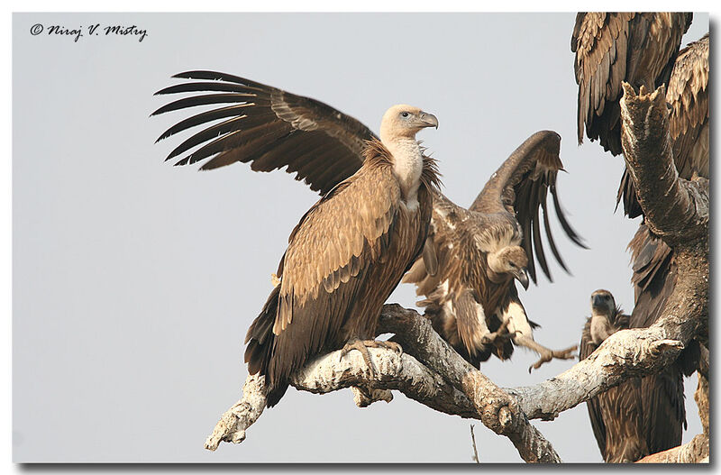 Griffon Vulturejuvenile
