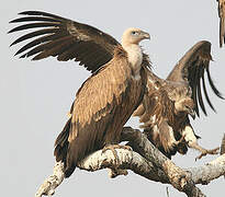 Griffon Vulture