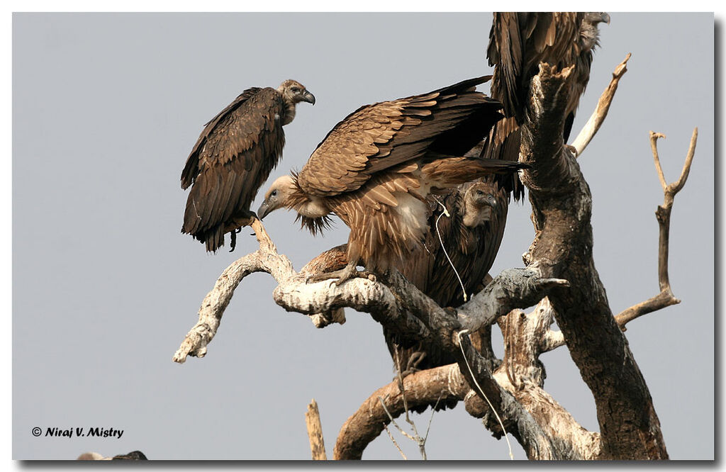 Griffon Vulturejuvenile