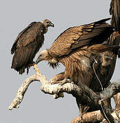 Griffon Vulture