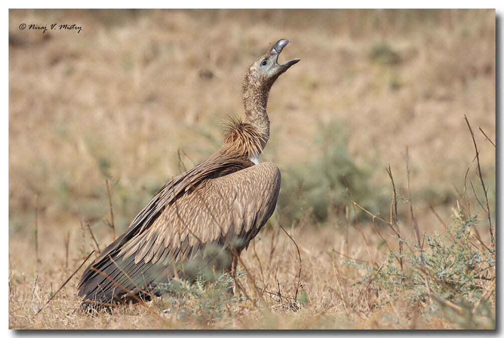 Griffon Vulture