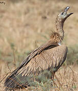 Griffon Vulture