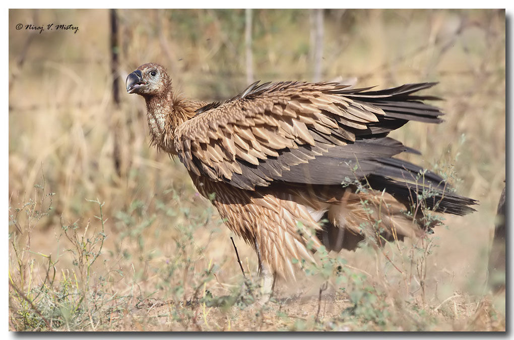 Griffon Vulturejuvenile