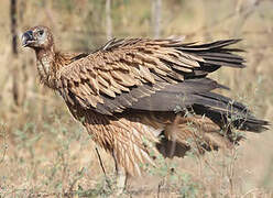 Griffon Vulture