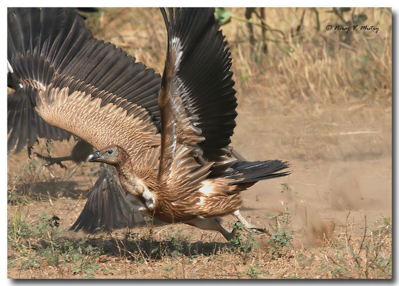 Griffon Vulturejuvenile