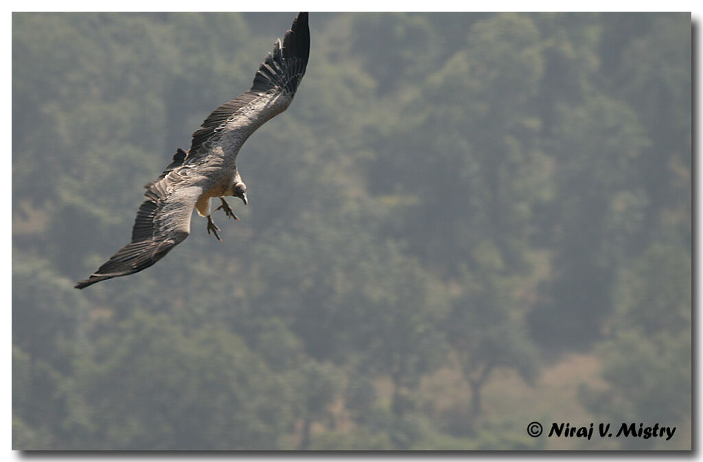 Indian Vulture