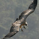 Vautour indien