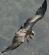 Indian Vulture