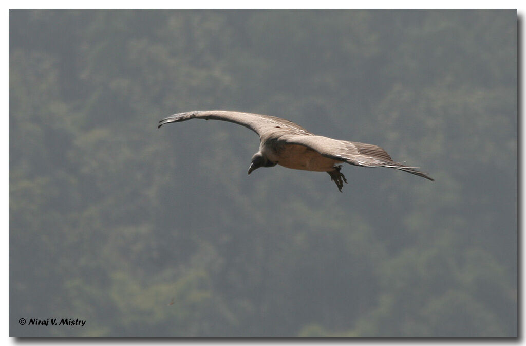 Indian Vulture