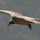 Vautour indien