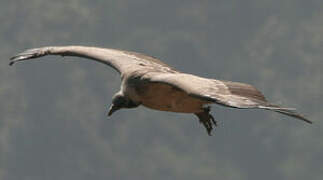 Indian Vulture