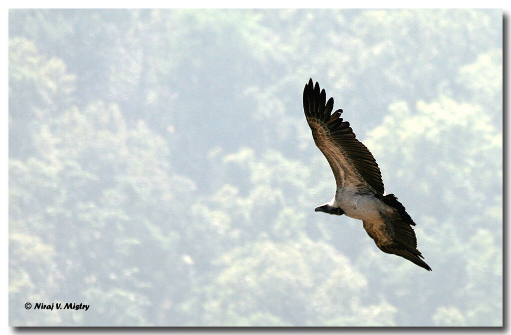 Vautour indien