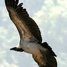 Vautour indien