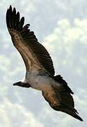 Indian Vulture