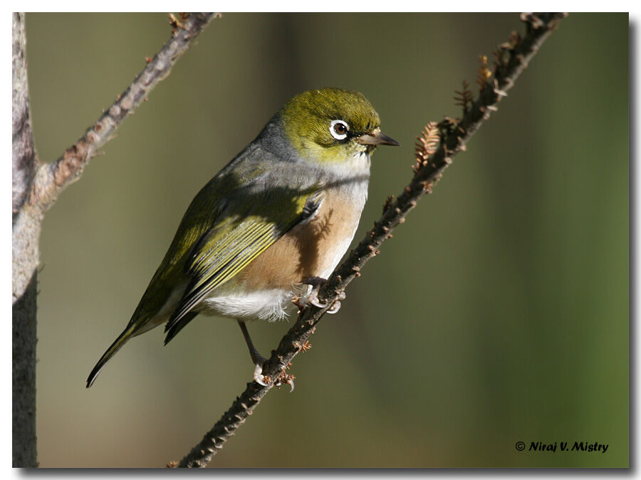 Zostérops à dos gris