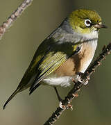 Silvereye