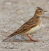 Eurasian Skylark