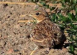 Eurasian Skylark