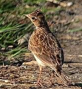 Eurasian Skylark