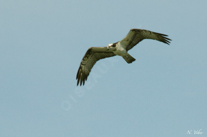 Western Osprey