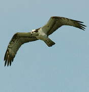 Western Osprey