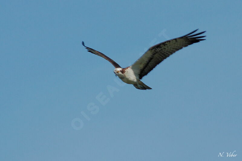 Western Ospreyadult