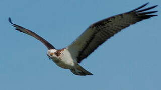 Western Osprey