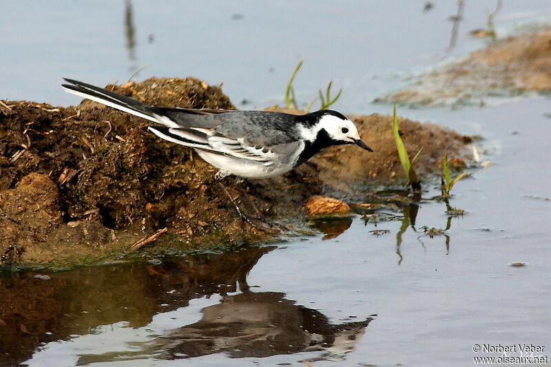 White Wagtailadult