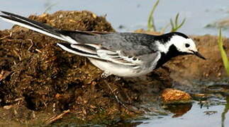 White Wagtail