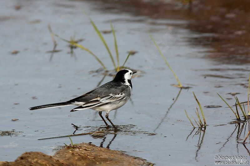 White Wagtailadult