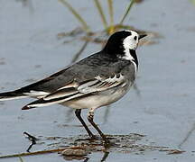 White Wagtail