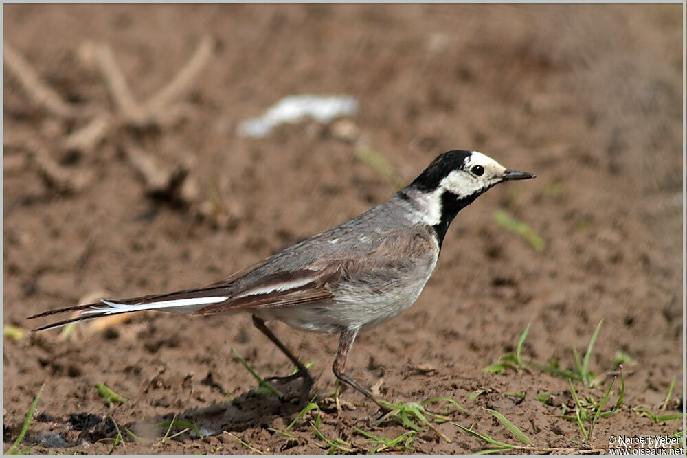 White Wagtail