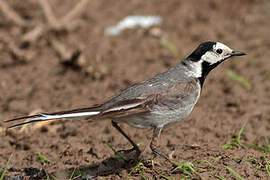 White Wagtail