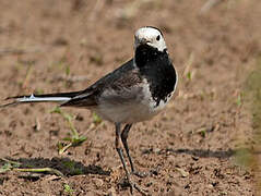 White Wagtail