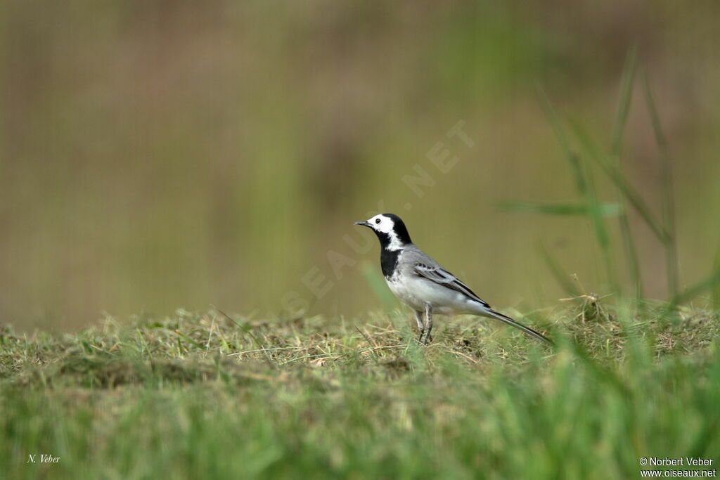 White Wagtail