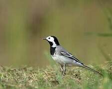 White Wagtail