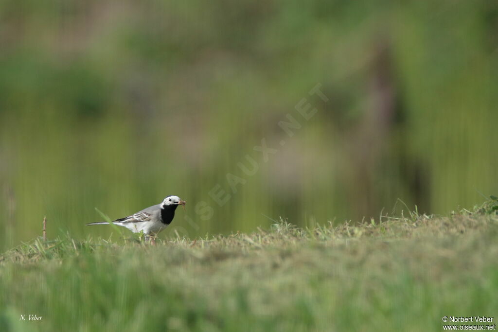 White Wagtail