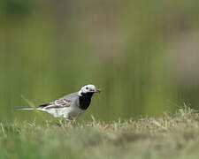 White Wagtail