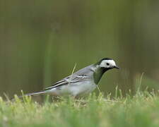 White Wagtail